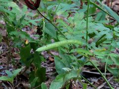 Desmanthus leptolobus