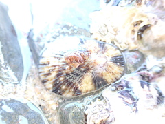 Helcion concolor
