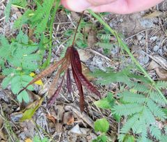 Desmanthus leptolobus