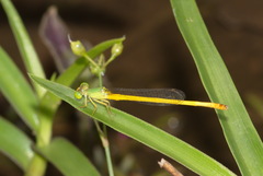 Ceriagrion indochinense