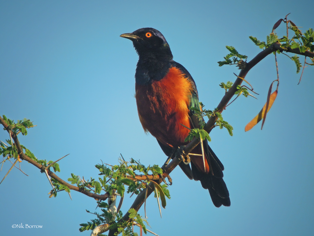 Shelley's Starling