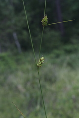 Carex oligosperma
