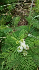 Acaciella angustissima texensis