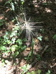 Elymus hystrix