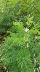 Acaciella angustissima texensis