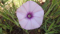 Convolvulus althaeoides althaeoides