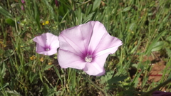 Convolvulus althaeoides althaeoides