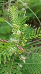 Acaciella angustissima texensis