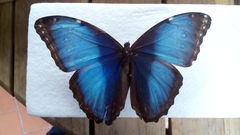 Morpho deidamia