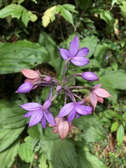Calanthe masuca