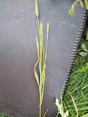 Alopecurus arundinaceus