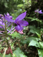 Calanthe masuca