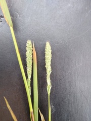 Alopecurus arundinaceus