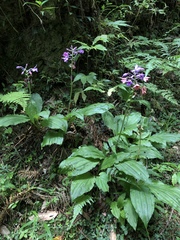 Calanthe masuca