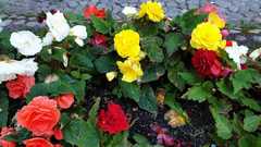 Begonia grandis evansiana