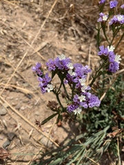 Limonium sinuatum