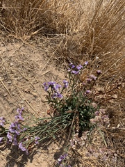 Limonium sinuatum