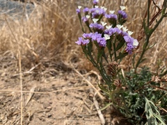 Limonium sinuatum