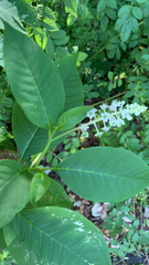 Phytolacca americana