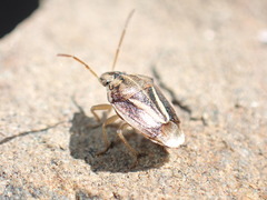 Aeliomorpha