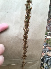 Platanthera elongata