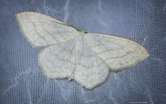 Scopula junctaria