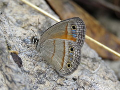 Cissia cleophes