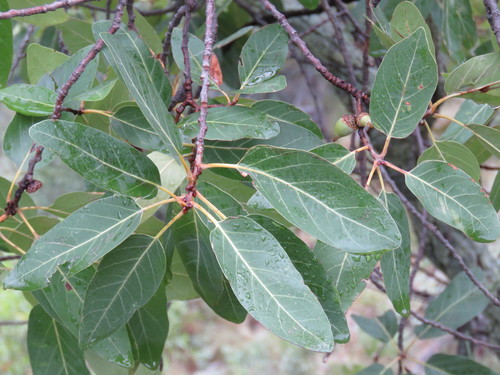Quercus coffeicolor