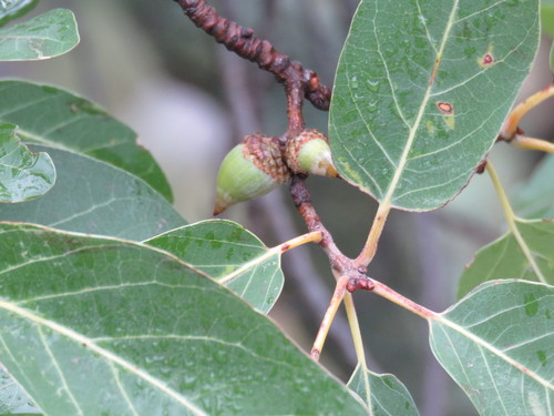 Quercus coffeicolor