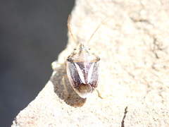 Aeliomorpha