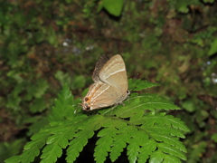 Lamprospilus nicetus