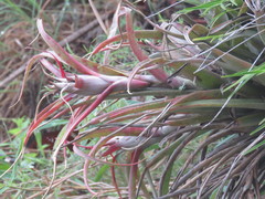 Tillandsia capitata