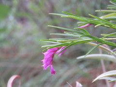 Isochilus bracteatus