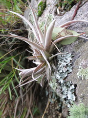 Tillandsia capitata