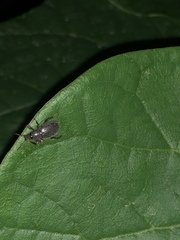 Otiorhynchus meridionalis