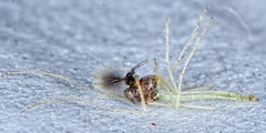 Endochironomus nigricans