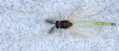 Endochironomus nigricans
