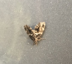 Cutina distincta