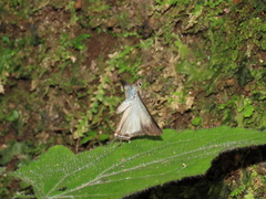 Lamprospilus nicetus