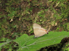 Lamprospilus nicetus