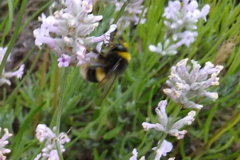 Bombus