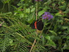 Pereute charops charops