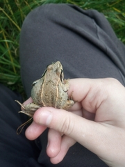 Rana arvalis