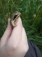 Rana arvalis
