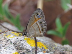 Cissia cleophes