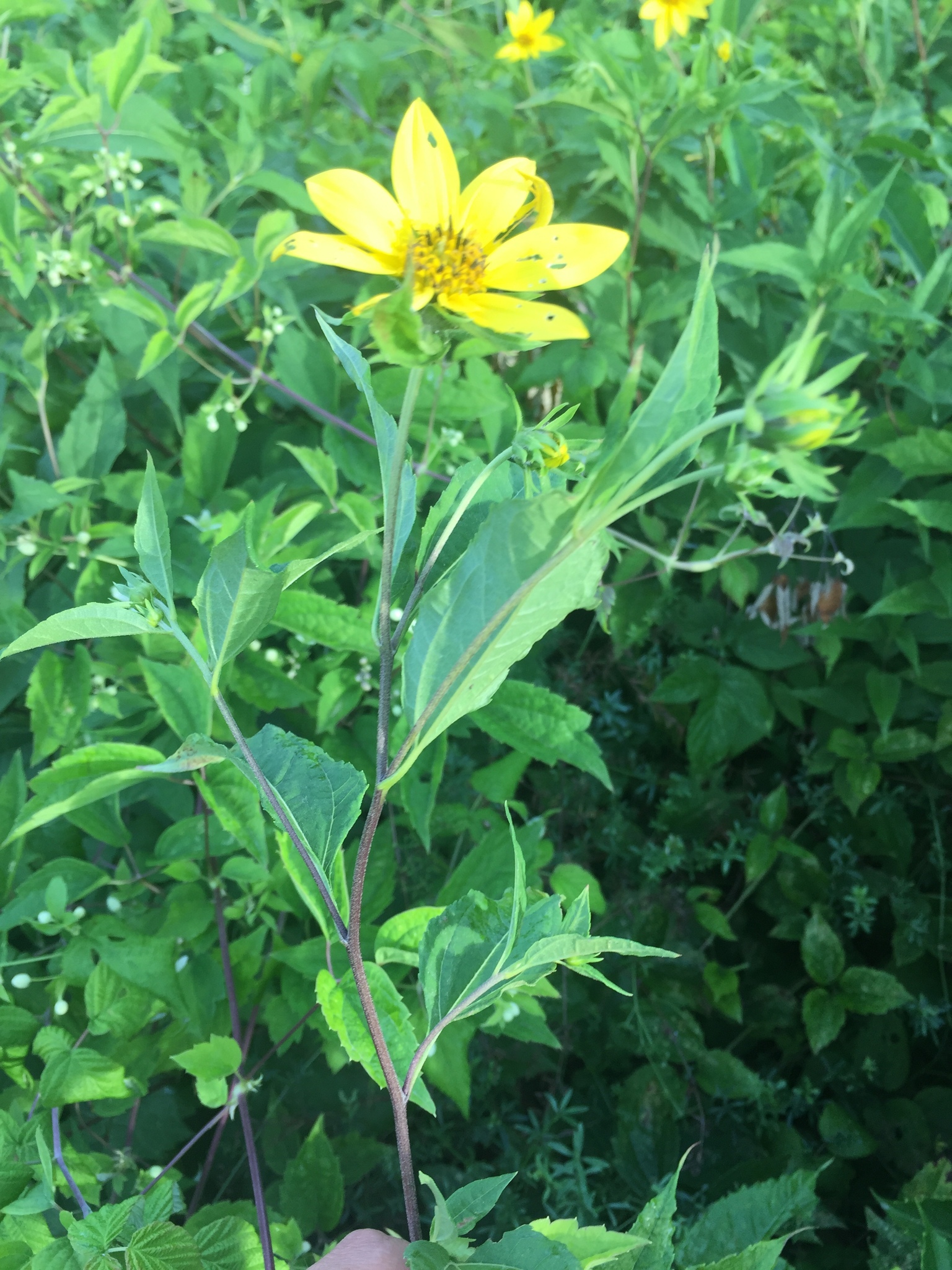 Slnečnica hľuznatá (Helianthus tuberosus): pôvod a využitie — fotografia 2