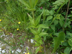 Epilobium alpestre