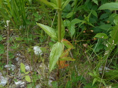 Epilobium alpestre