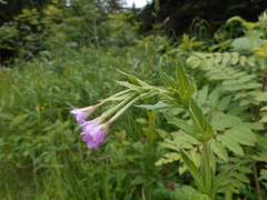 Epilobium alpestre