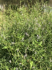 Vicia acutifolia